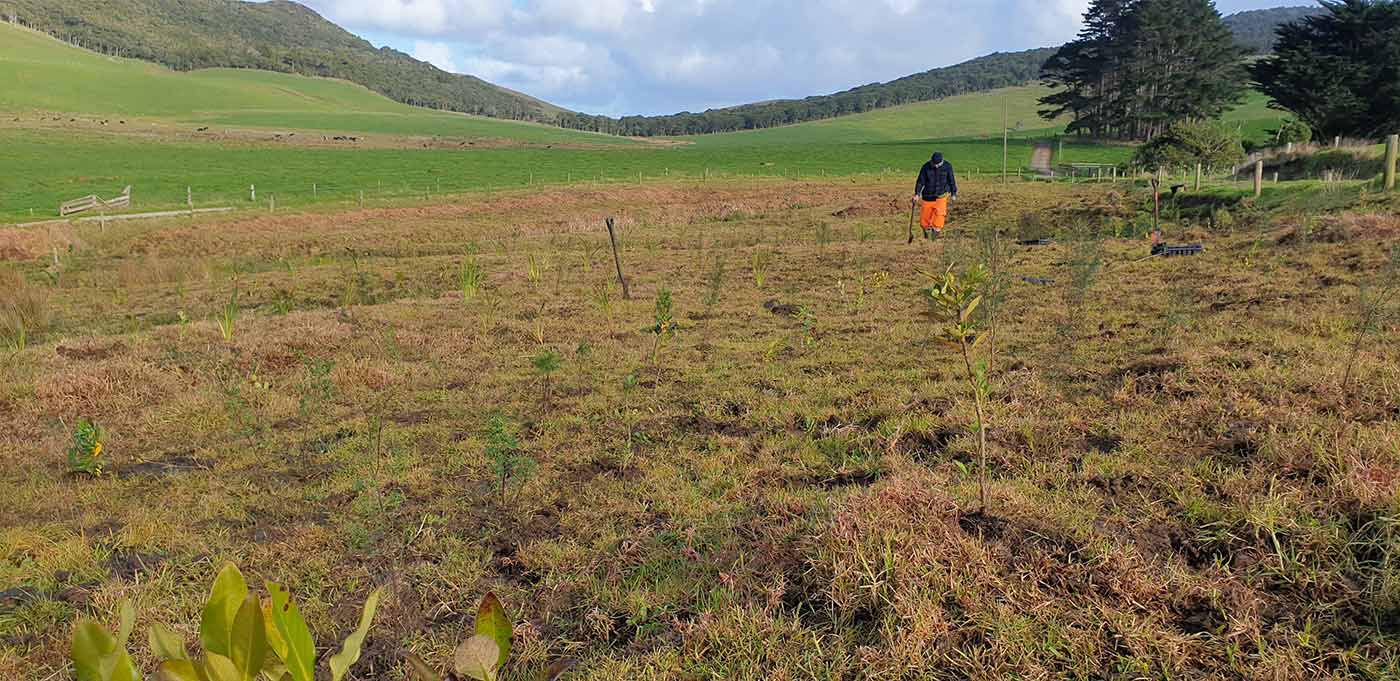 Riparian-Planting-Programme