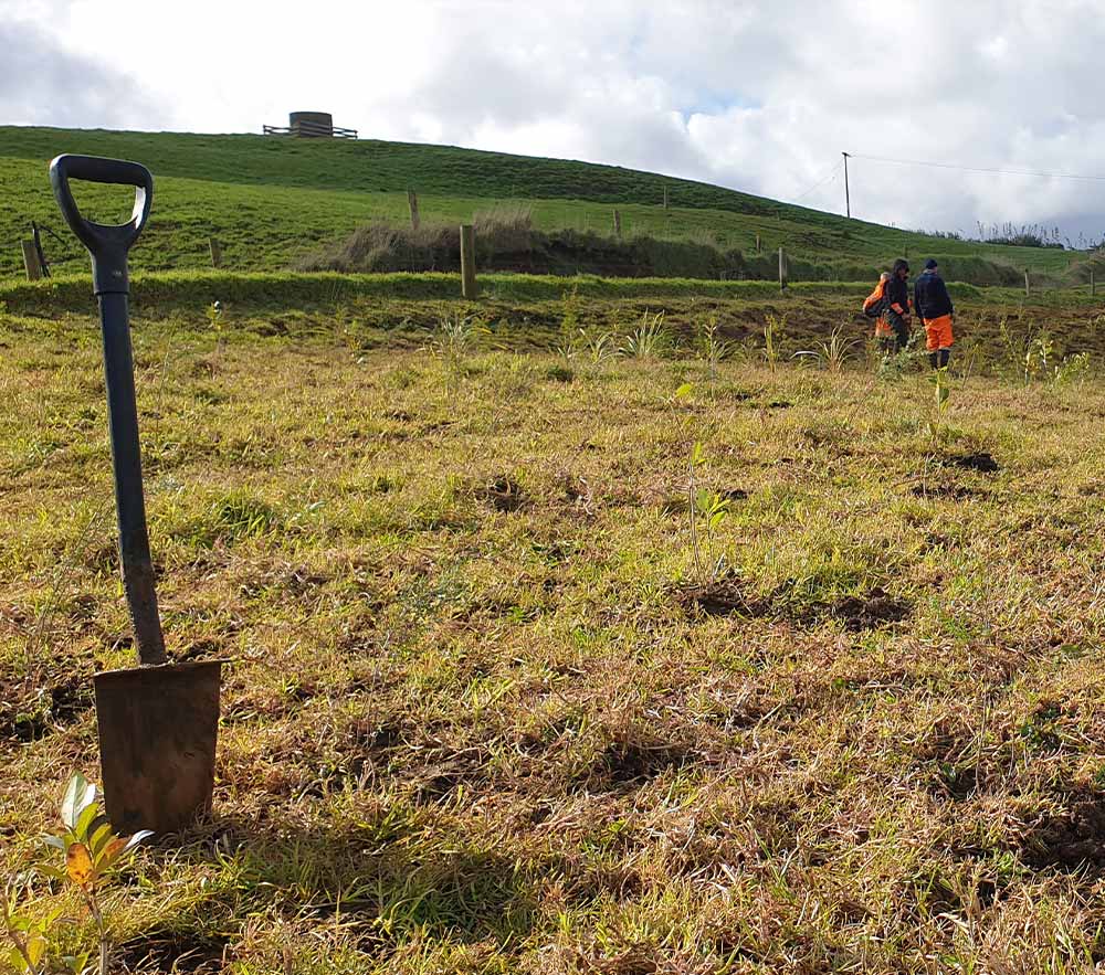 Riparian Planting Grants from Northland Regional Council