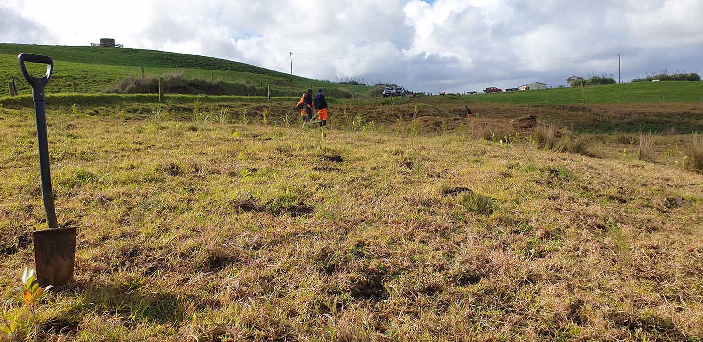 Riparian Planting Grants from Northland Regional Council